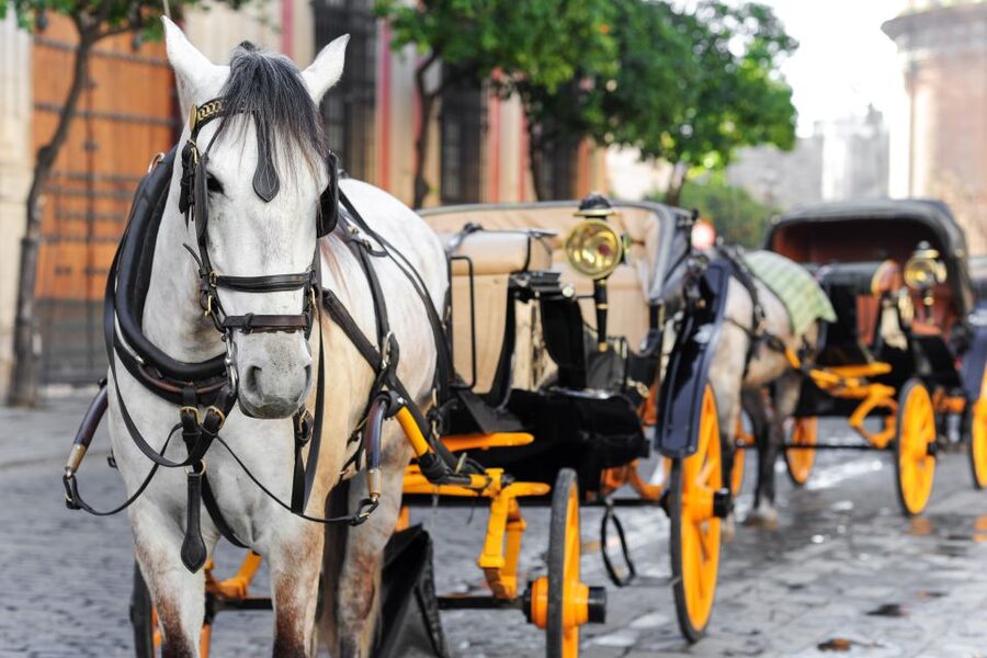Seville: Authentic and Romantic Horse-Drawn Carriage Ride - The driver experience: why names and style matter
