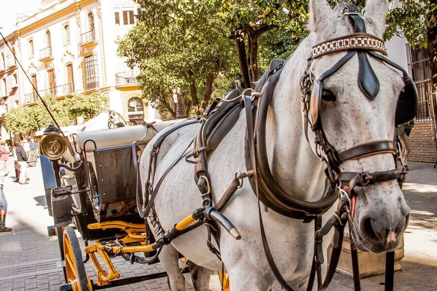 Seville: Authentic and Romantic Horse-Drawn Carriage Ride - Best time to go: summer mornings for happier horses and humans