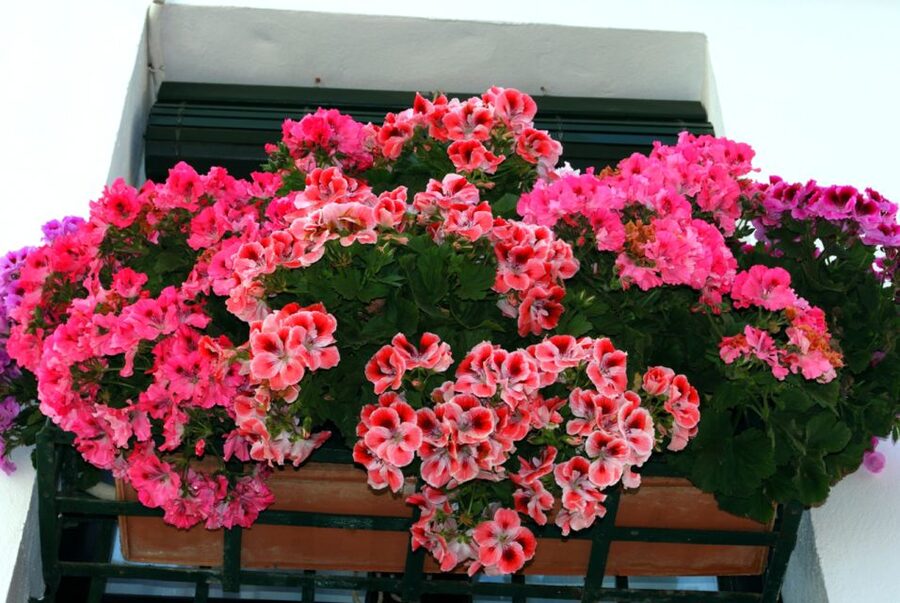 Seville: Barrio de Santa Cruz Small Group Walking Tour - Key things to know before you go