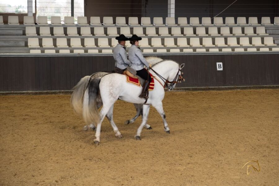 Seville: Horse's Show Entry Ticket. Optional Stud Farm Visit - Key takeaways before you go