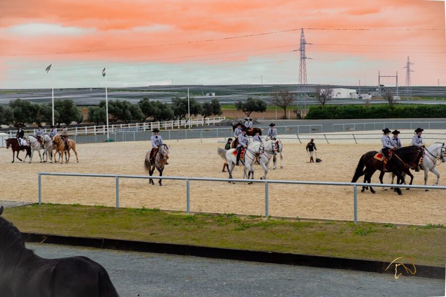 Seville: Horse's Show Entry Ticket. Optional Stud Farm Visit - Where the show really happens: Yeguada Torreluna outside Seville