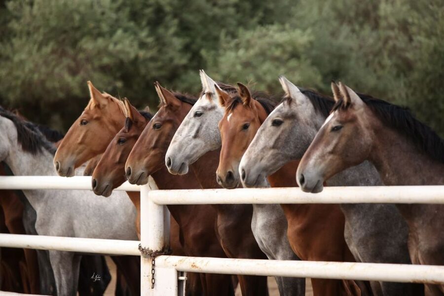 Seville: Horse's Show Entry Ticket. Optional Stud Farm Visit - What the “bracelet” system means on the ground