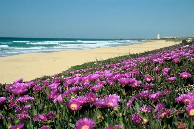 Spain's Best Beaches Day Trip from Seville - Why this Seville-to-the-coast route feels like a win