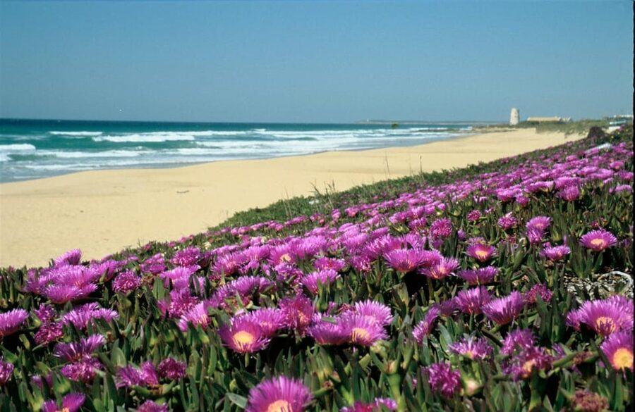 Spain's Best Beaches: Day-Trip from Seville - The dunes of Bolonia: an easy walk with big payoff