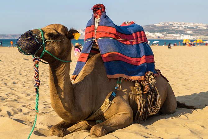 Tangier (Morocco) Day Trip from Seville with Local Guide - Crossing the Strait: what this Tangier day feels like